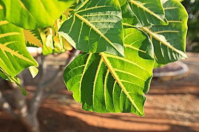 肉鸽动作平台游戏《Trinity Fusion》公布 2023年发售